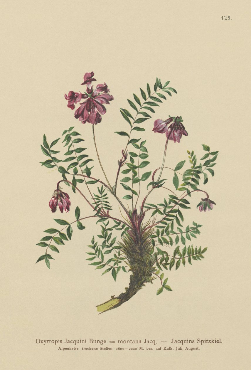 Dağ Milkvetch (Oxytropis Jacquini, Oxytropis montana) by German School
