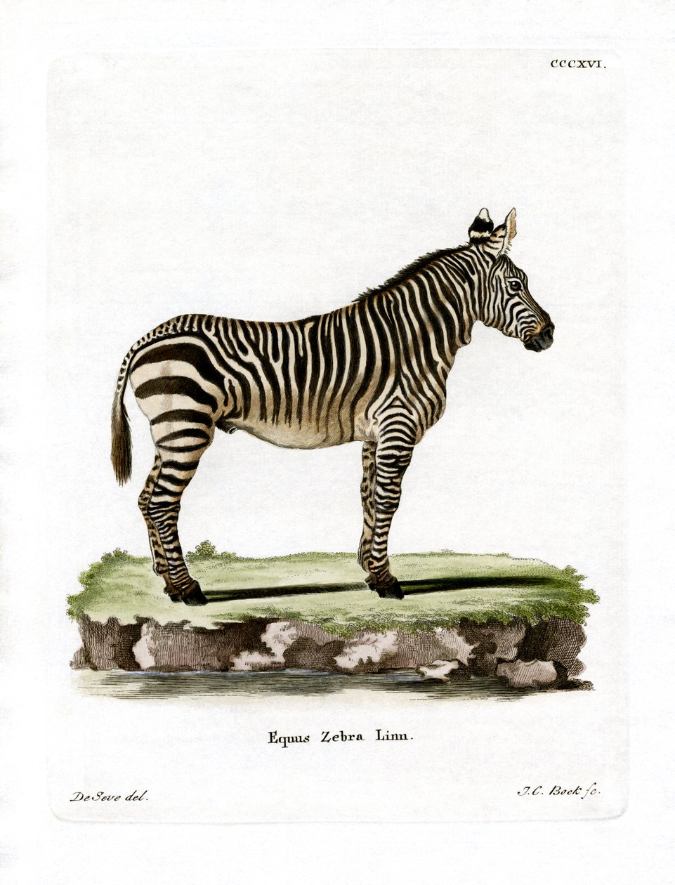 Dağ Zebrası (renkli gravür) by German School