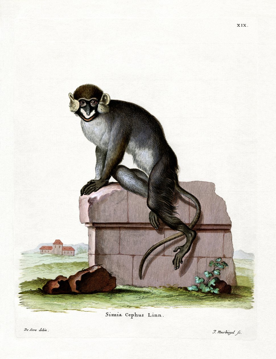 Bıyıklı Guenon (renkli gravür) by German School