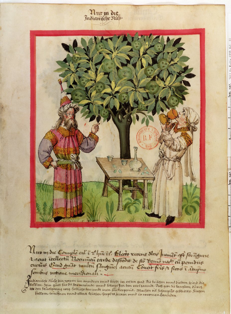 Ms.Lat.9333 fol.11 Hasat Küçük Hindistan cevizi, Tacuinum Sanitatis