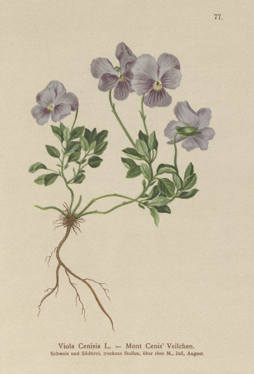Mont. Cenis Pansy (Viola Cenisia) by German School