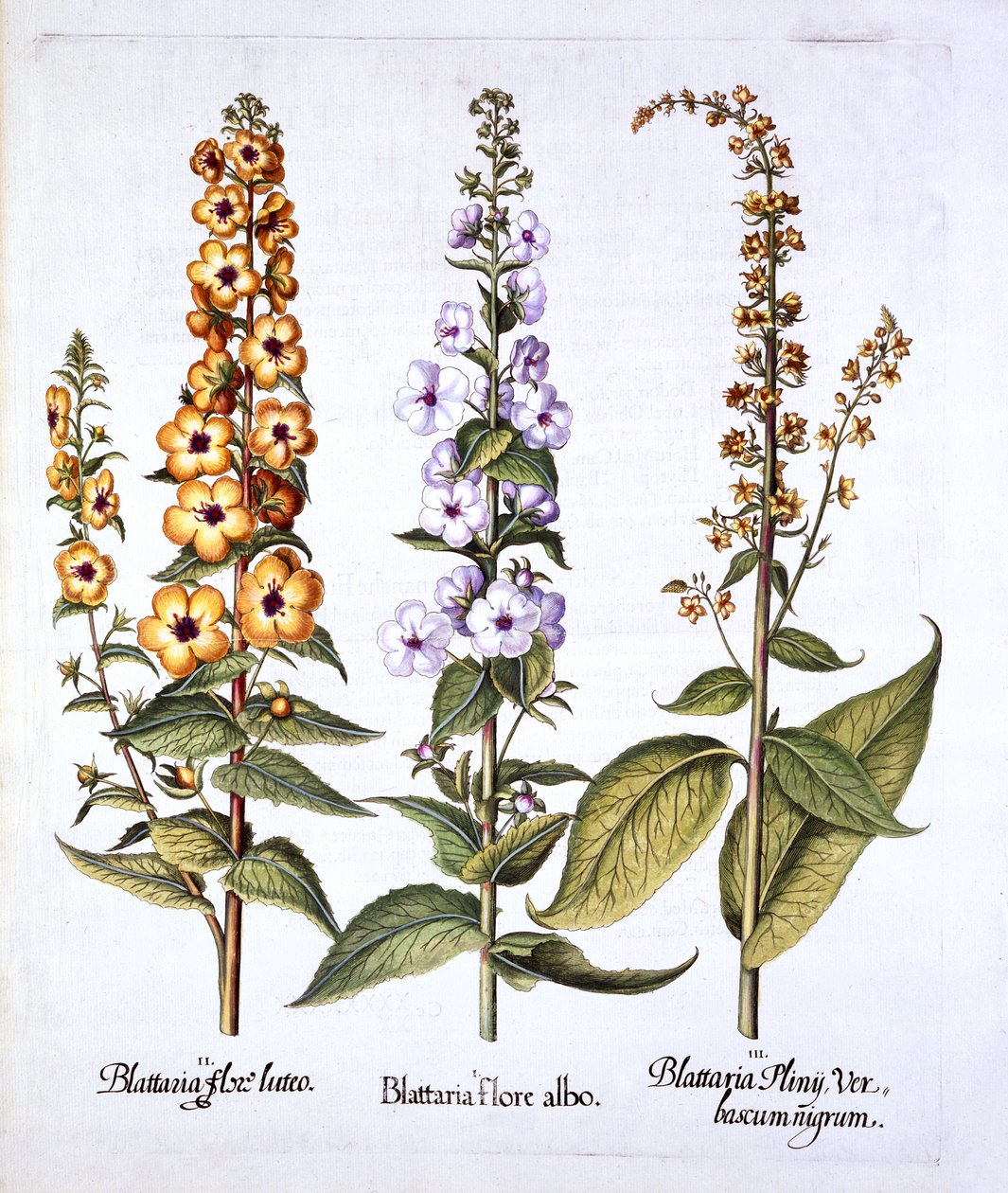 Mullein, Verbascum cinsi, Hortus Eystettensis