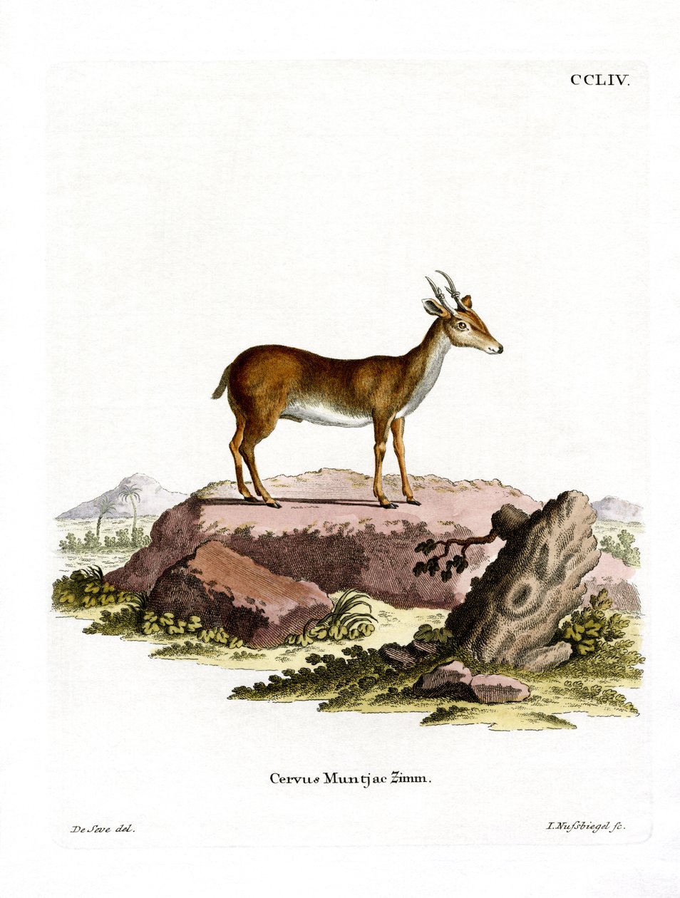 Muntjac (renkli gravür) by German School