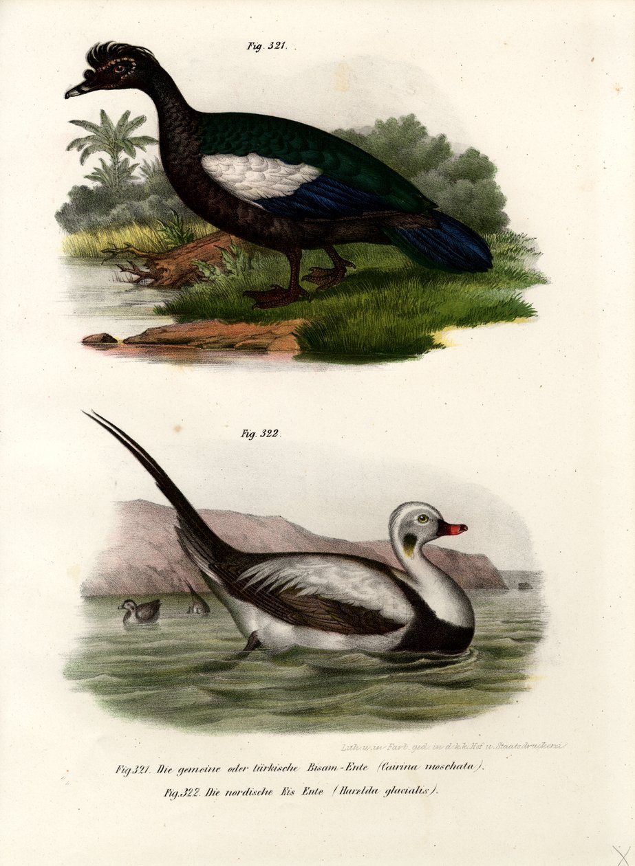 Misk Ördeği, 1864 by German School