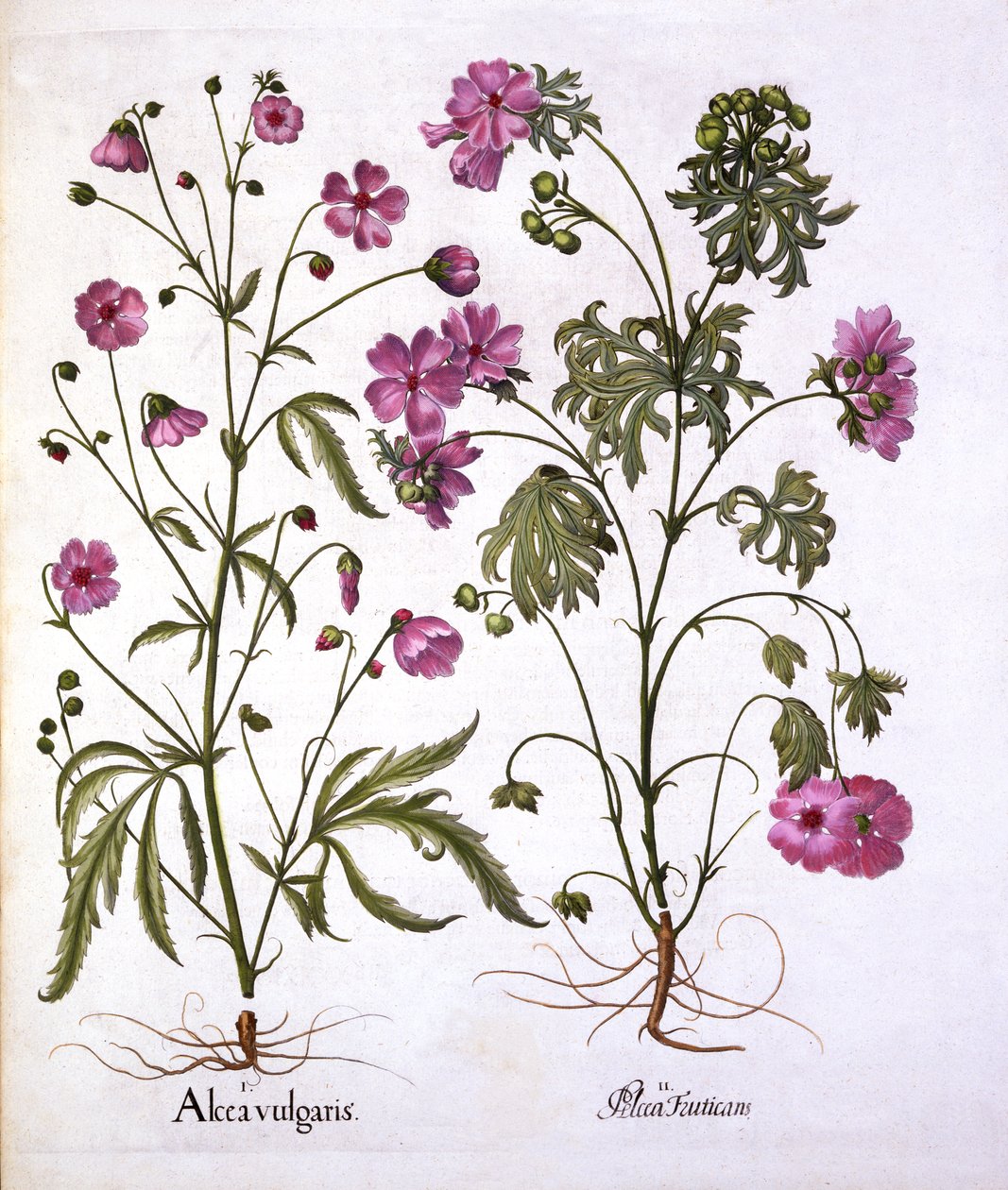 Hortus Eystettensis