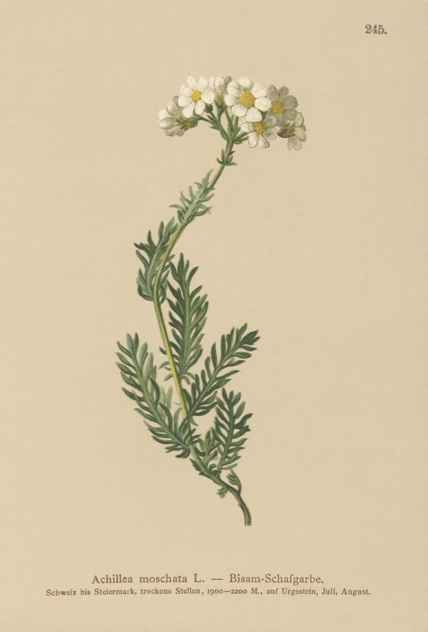 Misk Milfoil (Achillea moschata, Achillea erba-rotta ssp. moschata) by German School