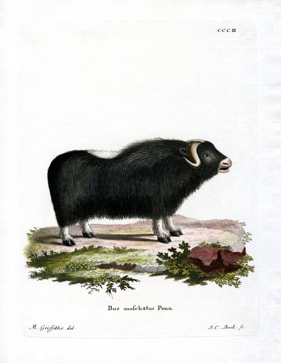 Misk Öküz (renkli gravür) by German School