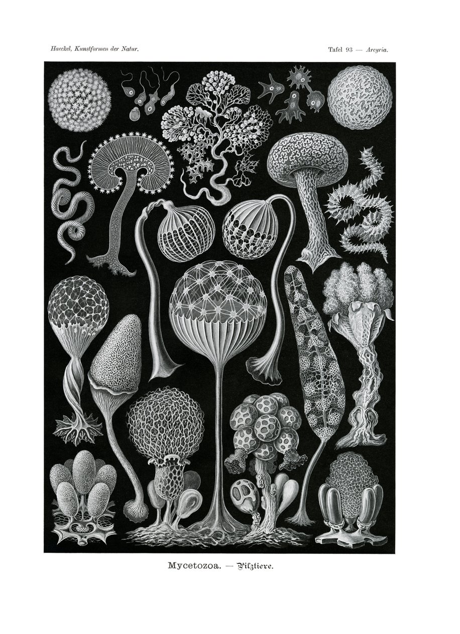 Miketozoa, 1899-1904 by German School
