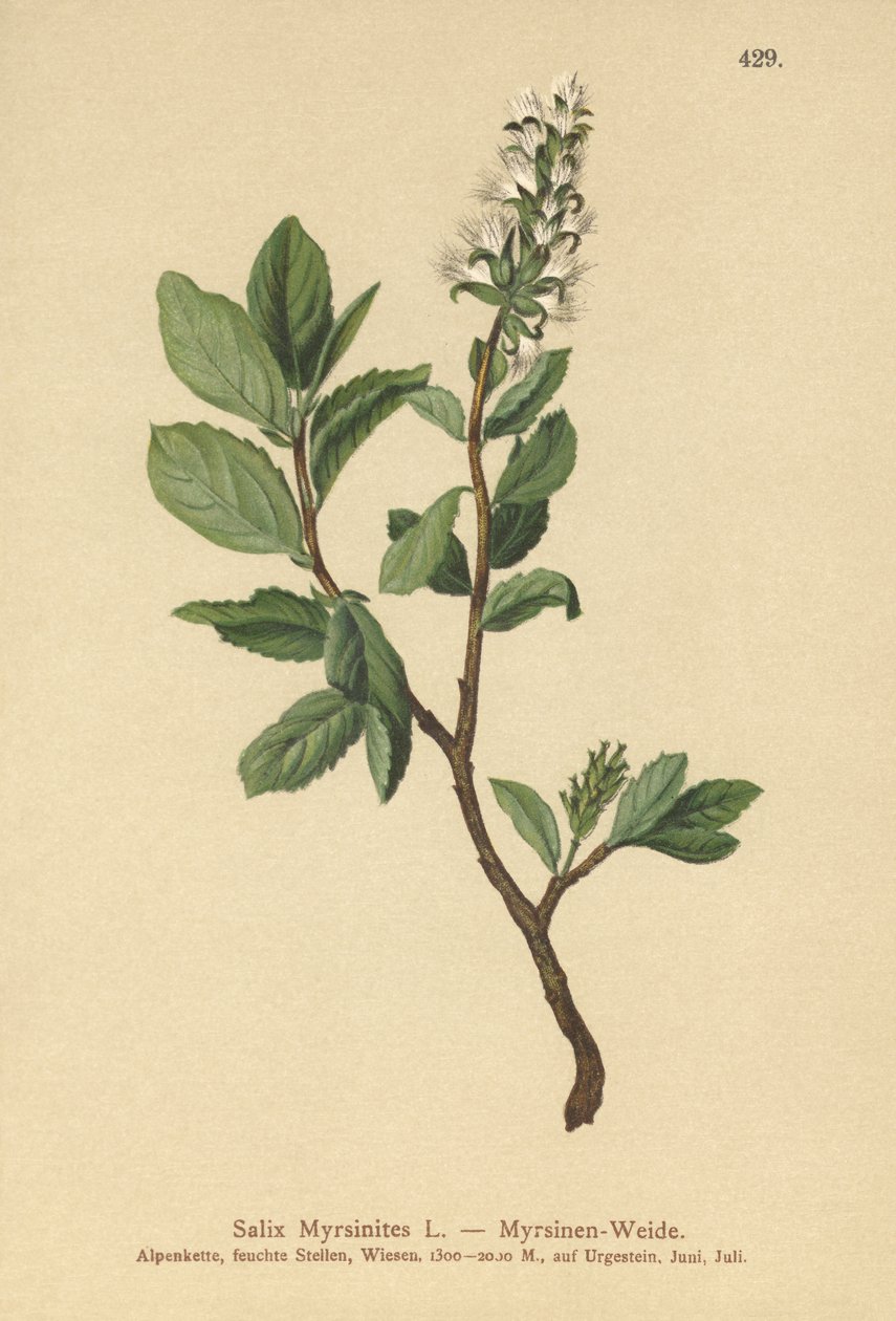 Mersin söğüt (Salix Myrsinites) by German School