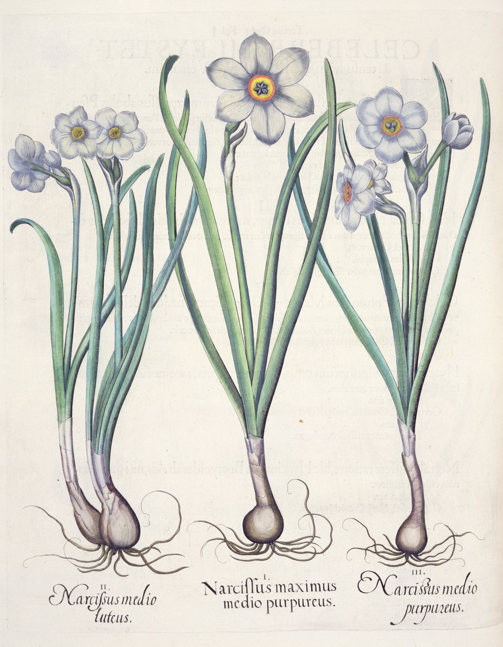 Nergis: 1. Morlar arasında en büyüğü Narcissus; 2. Ortadaki Nergis; 3. Narcissus purpureus, Basil Besler