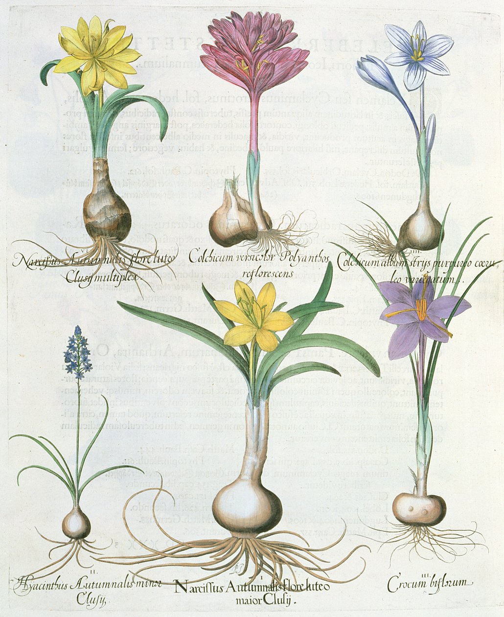 Nergis, Çiğdemler ve Sümbül: 1.Narcissus Autumnalis; 2.Hyacinthus Autumnalis; 3. Çiğdem biflorum; 4. Kolşiyum albümü; 5.Kolchium versicolor; 6. Narcissus Autumnalis, Ba tarafından Hortus Eystettensis