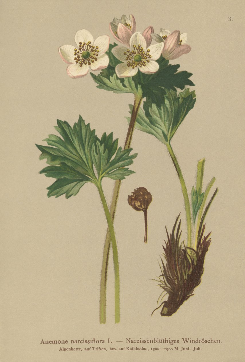 Nergis çiçekli Anemon (Anemon narcissiflora) by German School