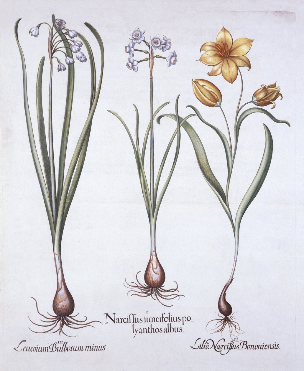 Narcissus, Tulip and Summer Snowflake, from Hortus Eystettensis, Basil Besler (1561-1629), pub. 1613 (el renkli gravür) by German School