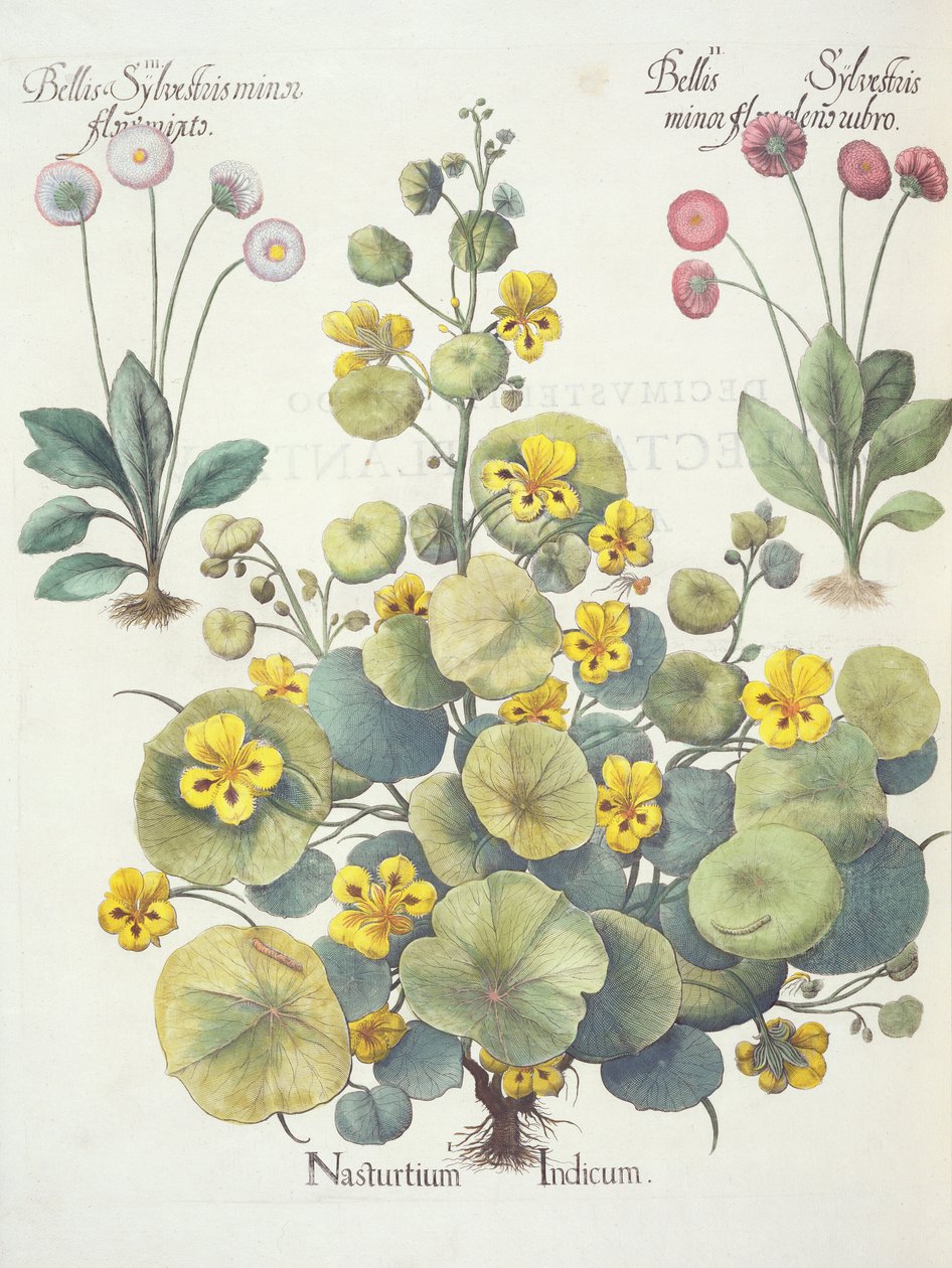 Nasturtiums ve Papatyalar: 1.Nasturtium indicum; 2.Bellis Sylvester minör, kırmızı çiçeklerle dolu; 3.Bellis Sylvestri minör flore mixta, Hortus Eystettensis