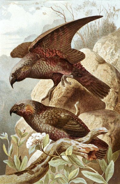 Nestor Parrot, "Brehms Tierleben: Allgemeine Kunde des Tierreichs", cilt 5, s.382