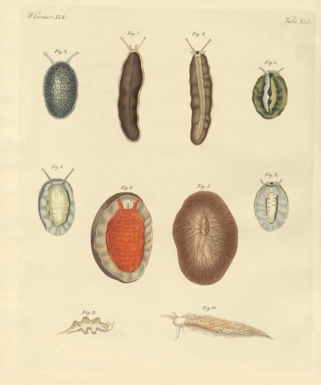 New-foundes solucanlar (renkli gravür) by German School
