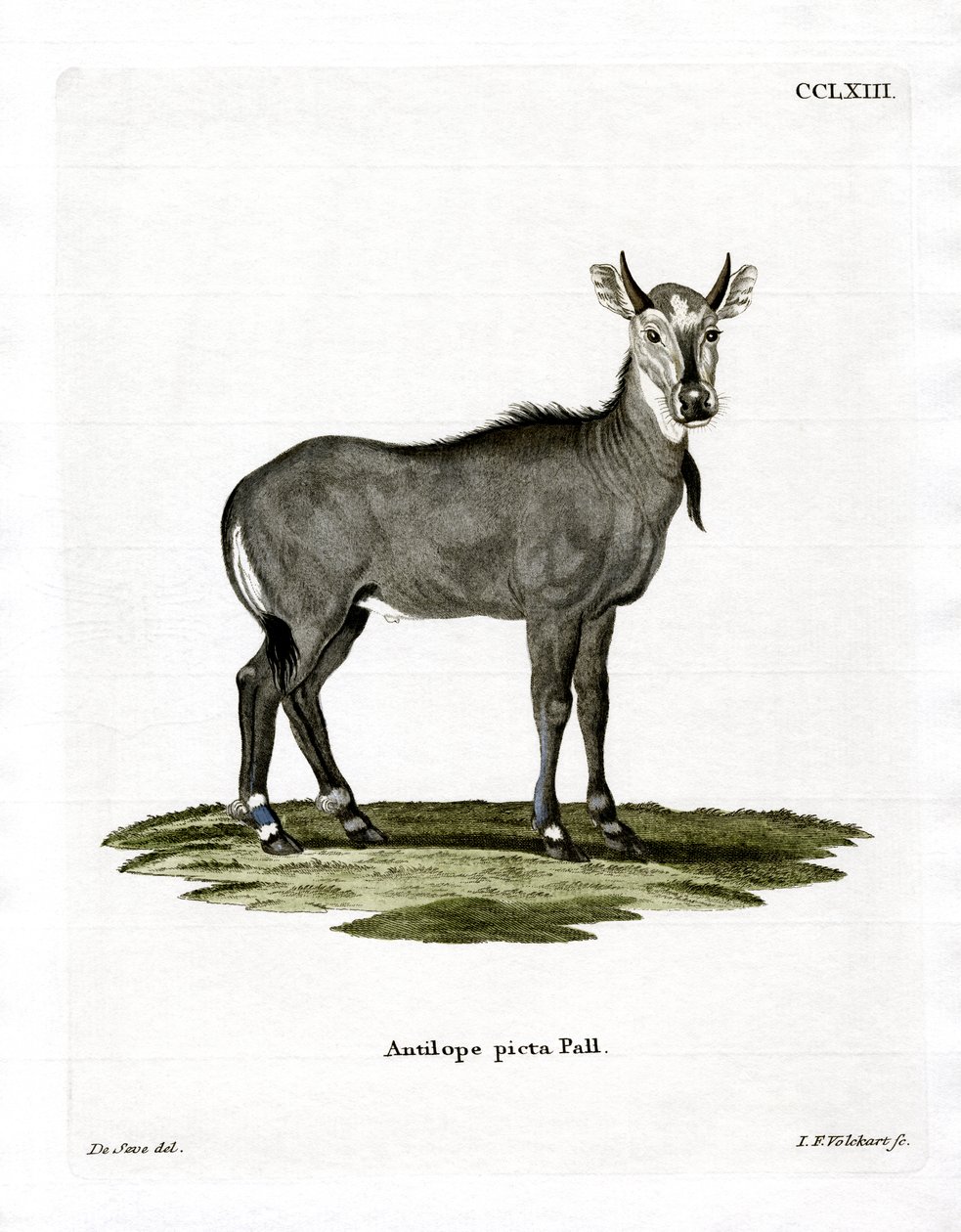 Nilgai (renkli gravür) by German School
