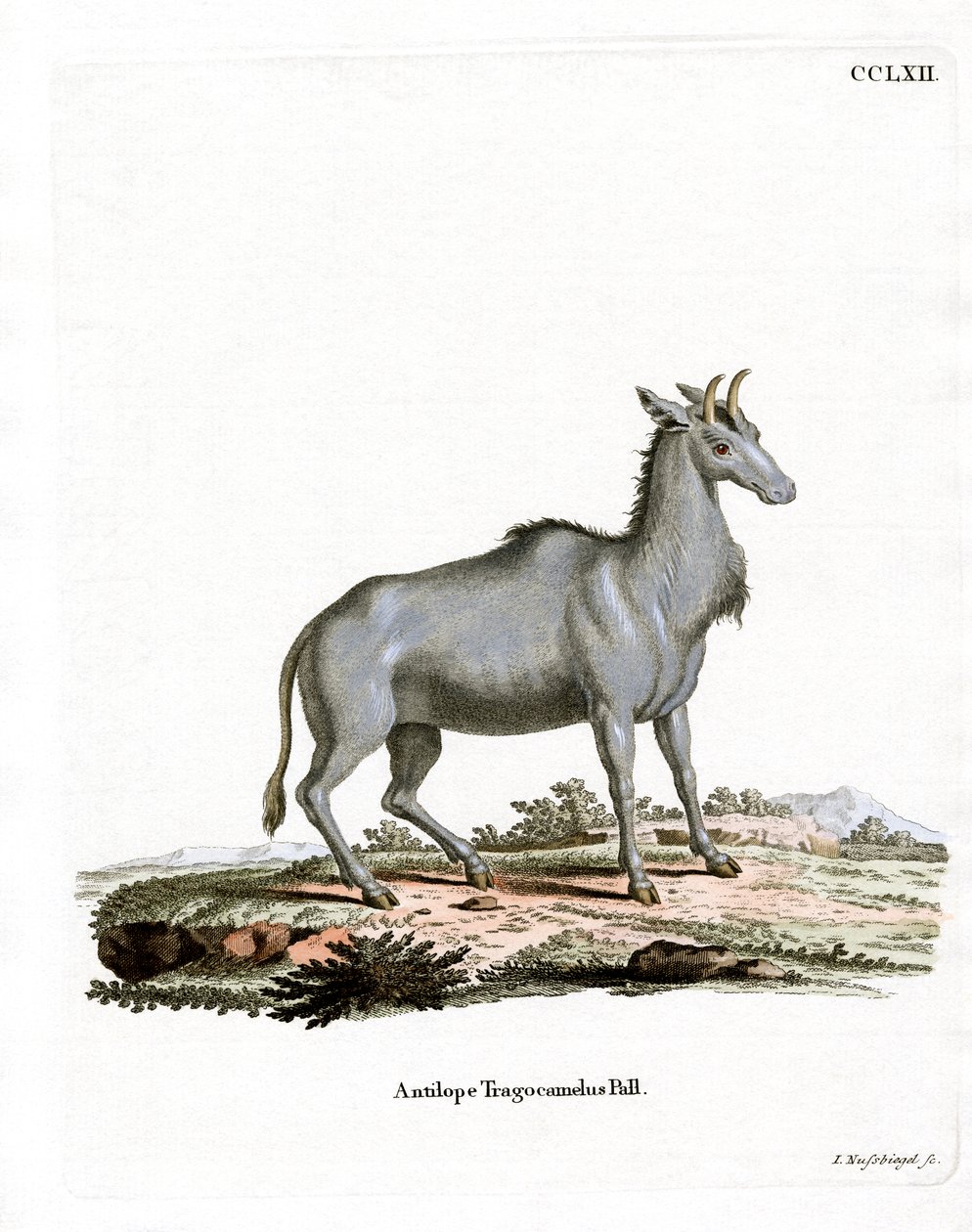 Nilgai (renkli gravür) by German School