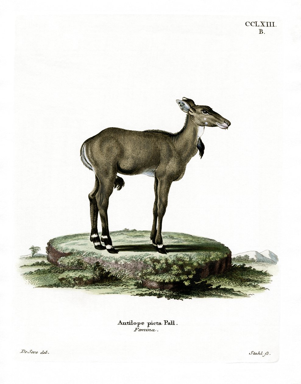 Nilgai (renkli gravür) by German School