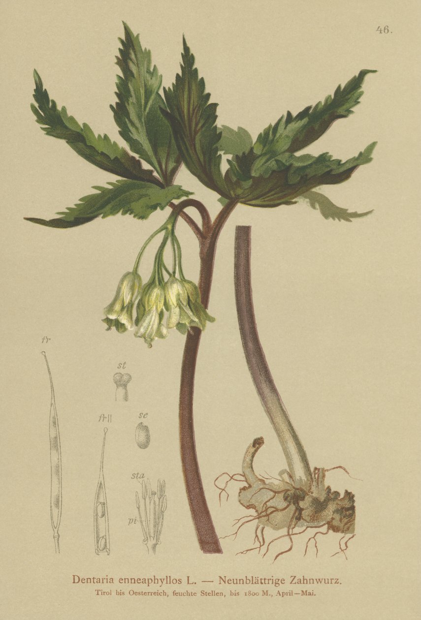 Dokuz yapraklı Mercan Wort (Dentaria enneaphyllos) by German School