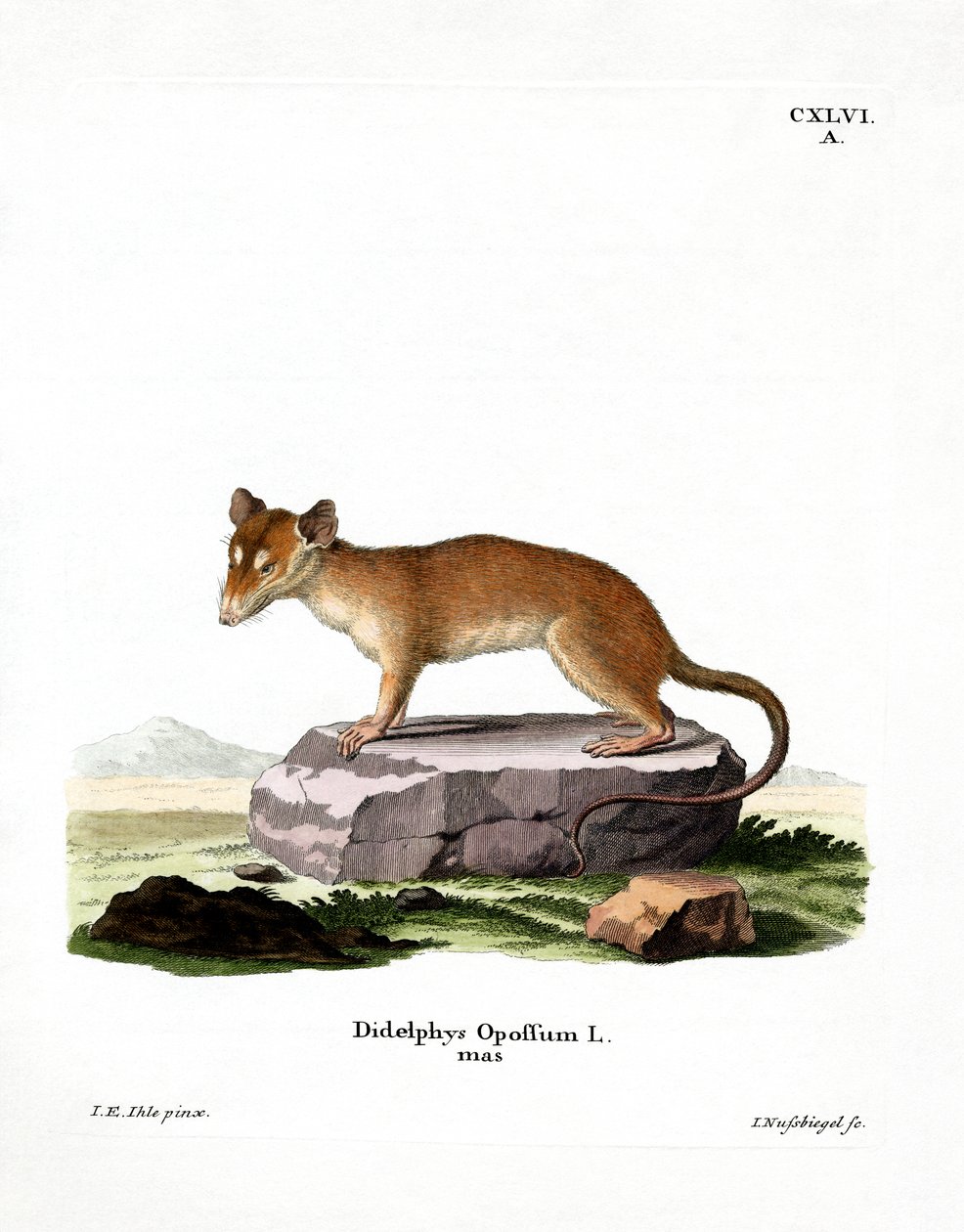 Kuzey Amerika Opossum (renkli gravür) by German School
