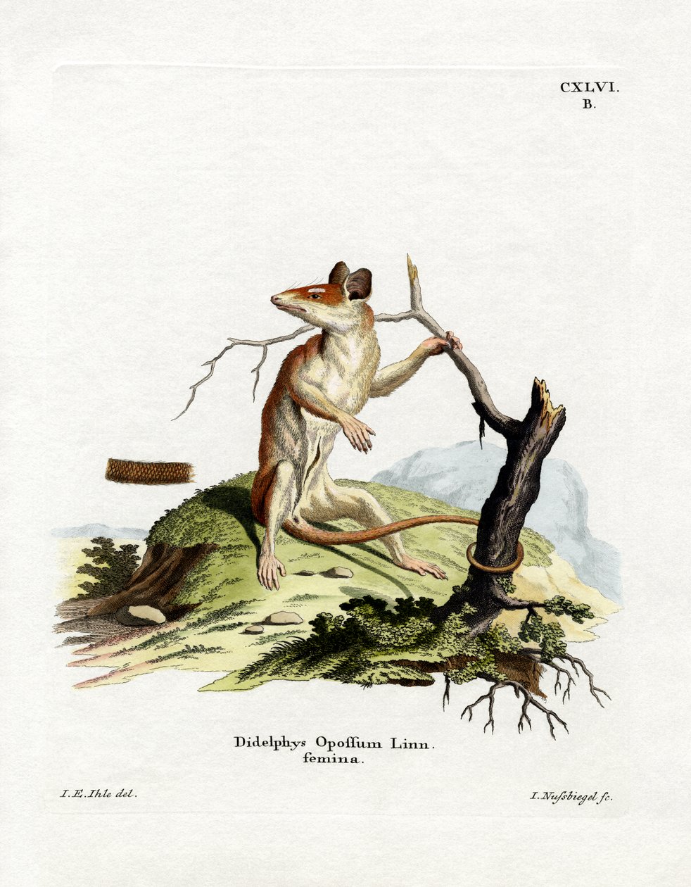 Kuzey Amerika Opossum (renkli gravür) by German School