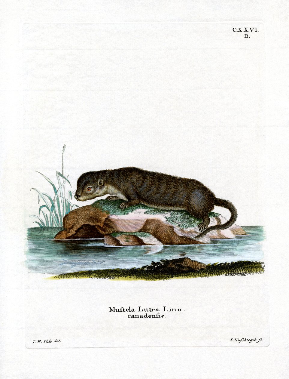 Kuzey Amerika Otter (renkli gravür) by German School