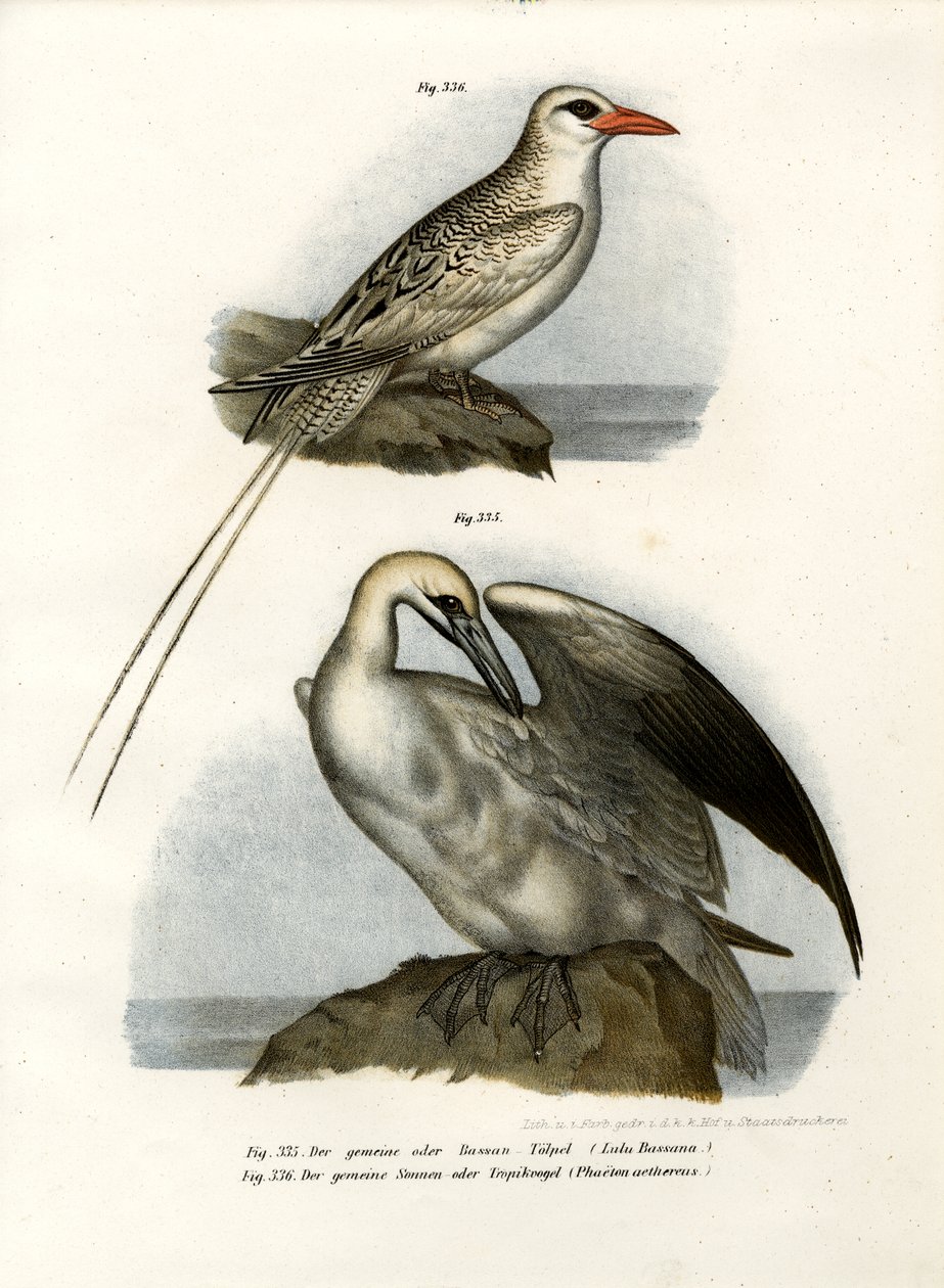 Kuzey Gannet, 1864 by German School
