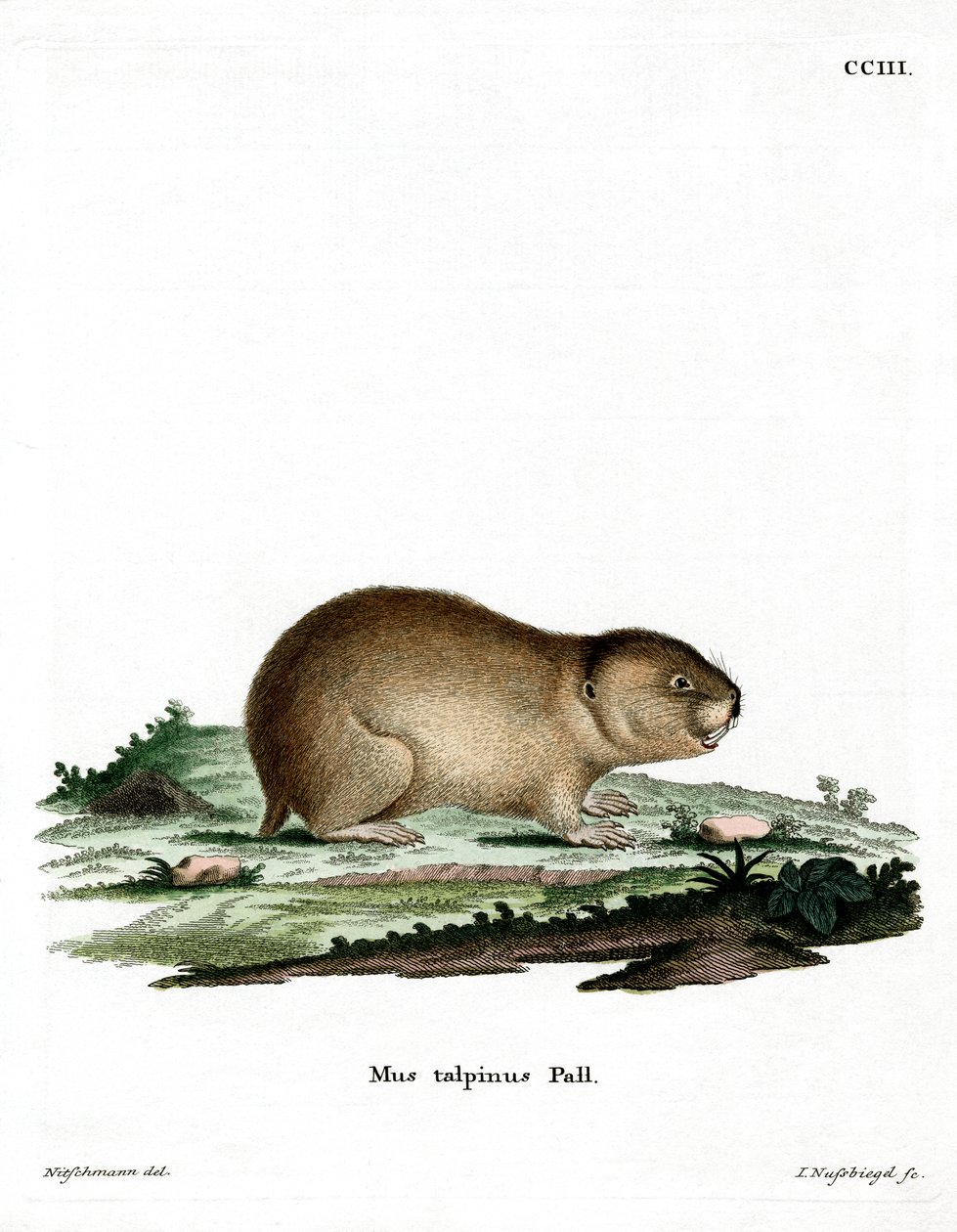 Kuzey Köstebek Vole (renkli gravür) by German School