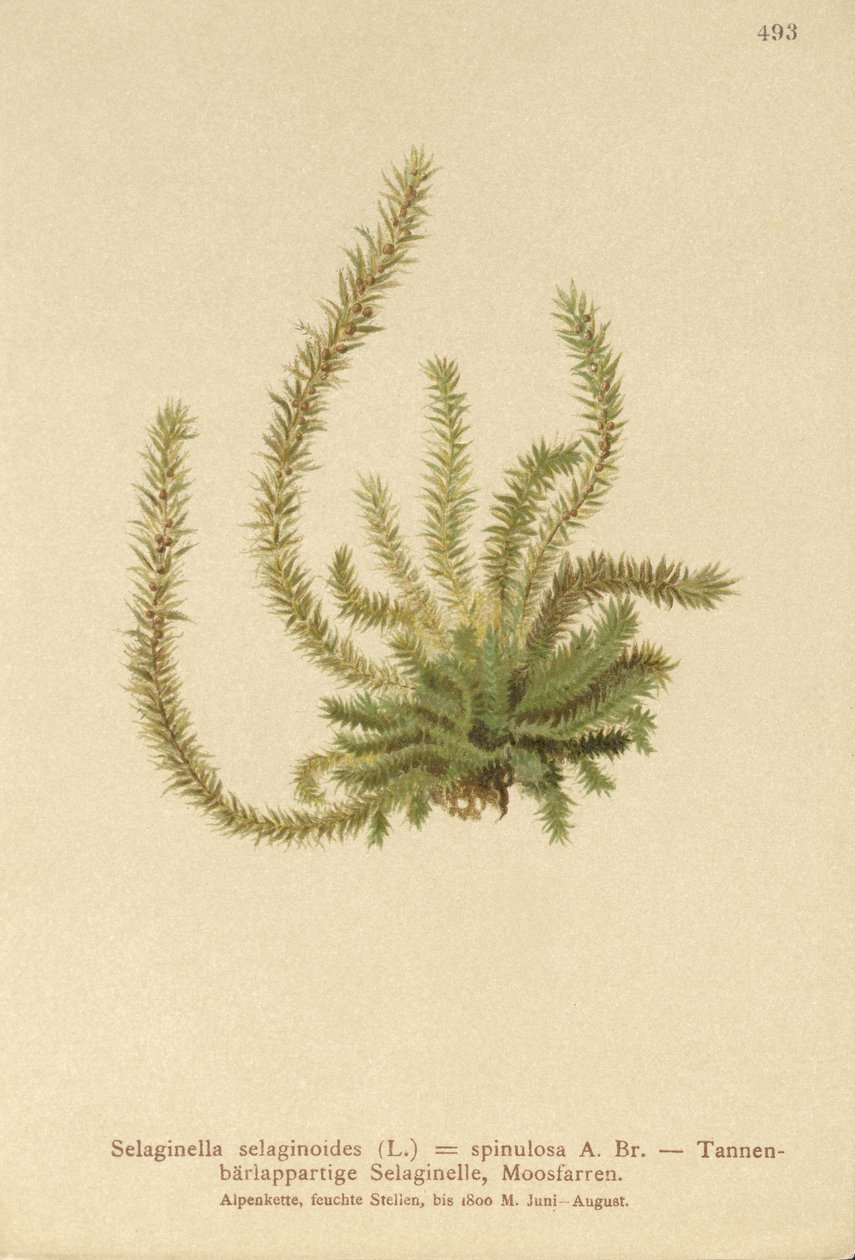 Kuzey Spikemoss (Selaginella selaginoides, Selaginella spinulosa, Lycopodium selaginoides, Bernhardia spinosa) by German School
