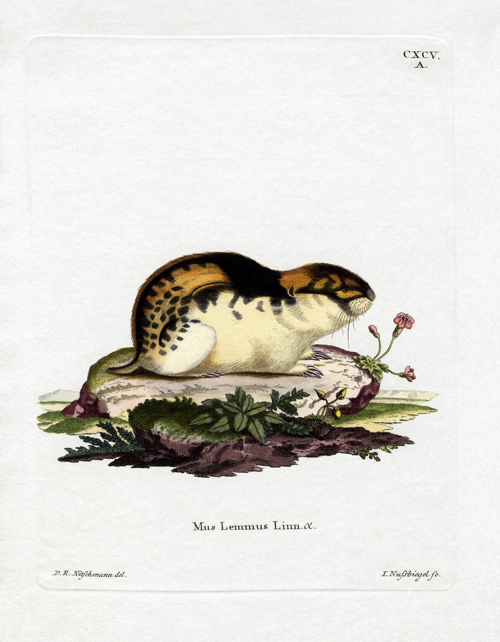 Norveç Lemming (renkli gravür) by German School