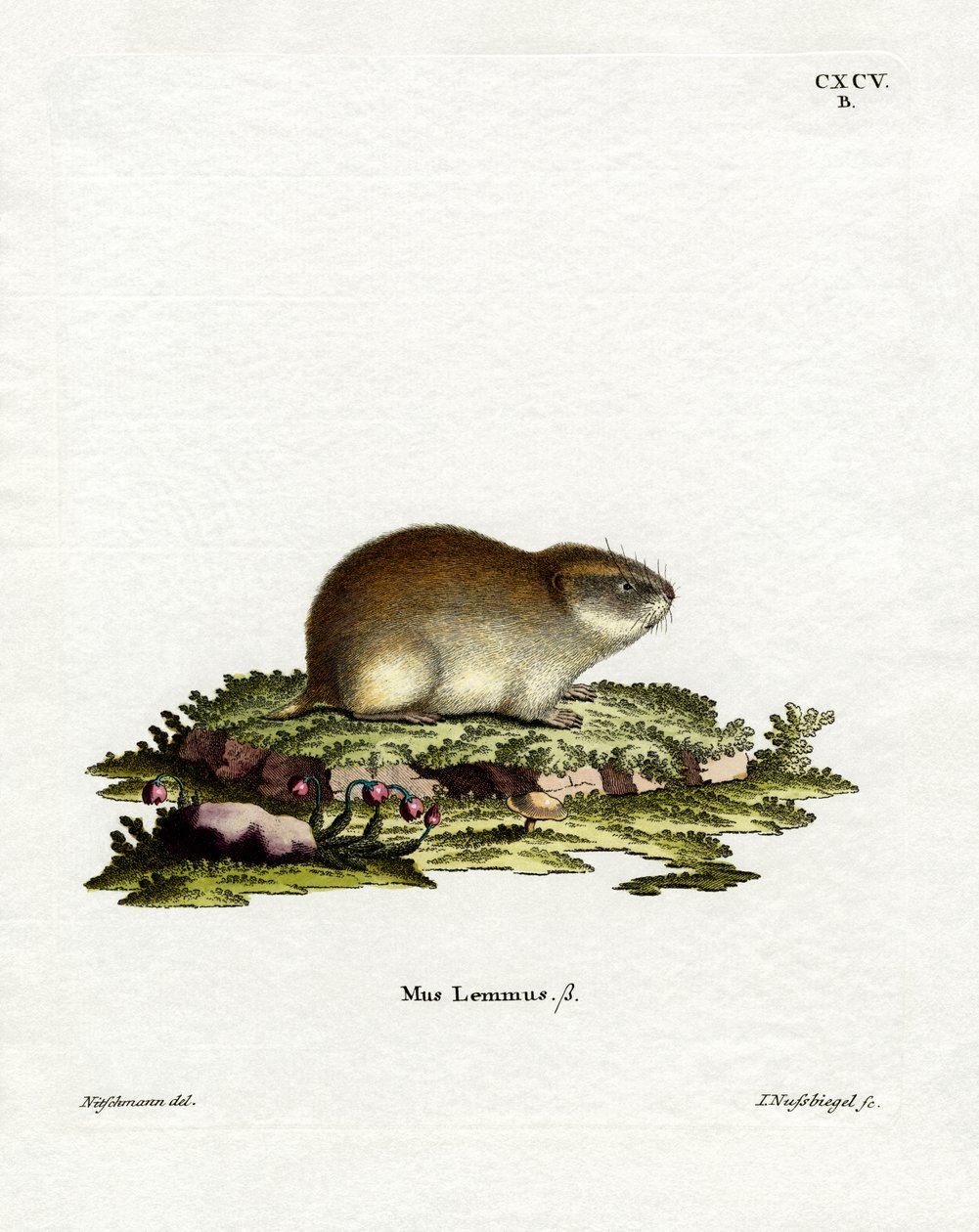 Norveç Lemming (renkli gravür) by German School