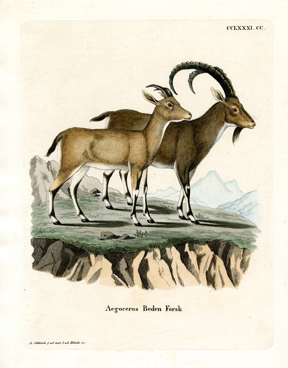 Nubian dağ keçisi (renkli gravür) by German School