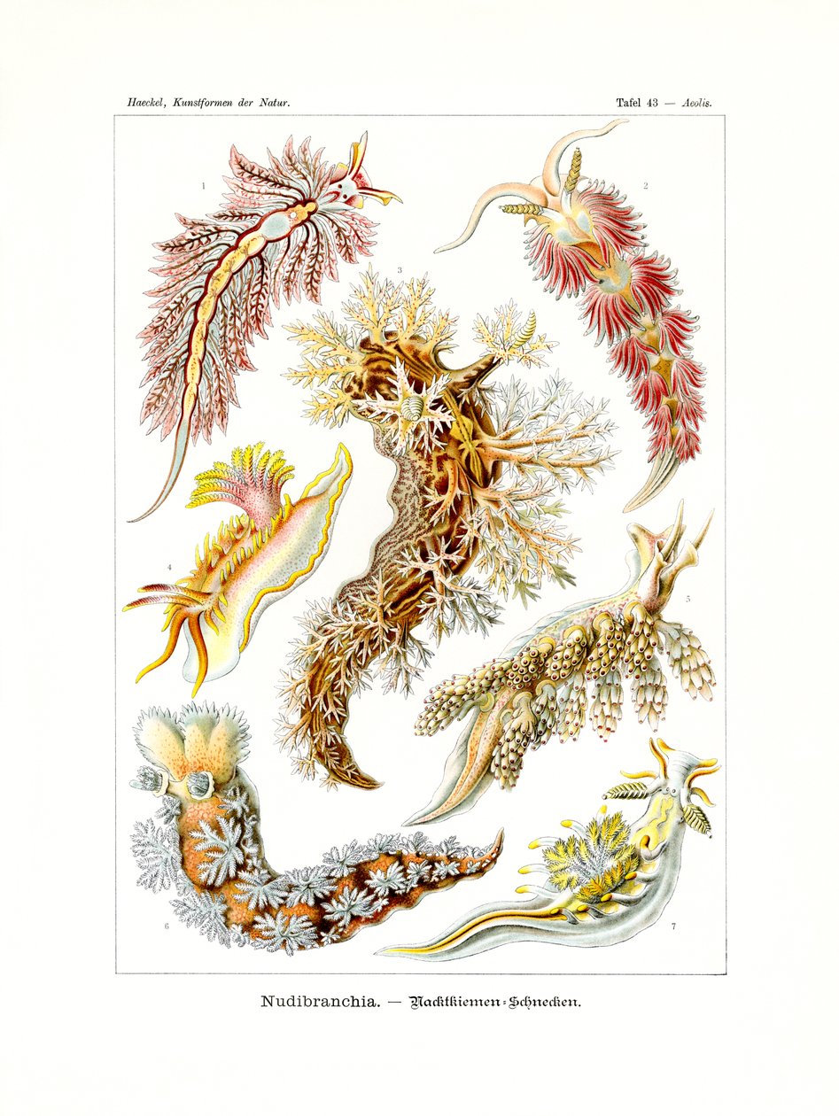 Nudibranchia, 1899-1904 by German School