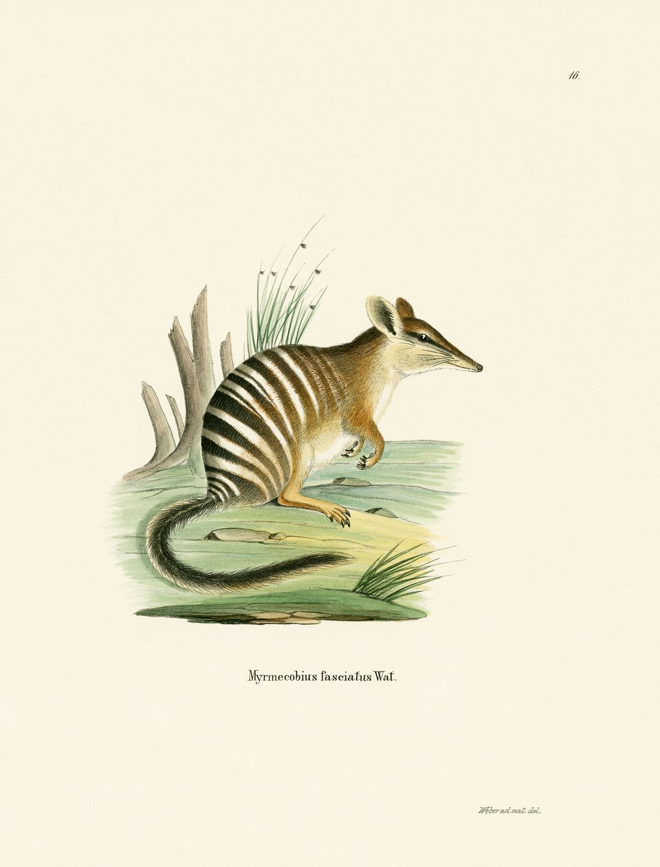 Numbat (renkli gravür) by German School