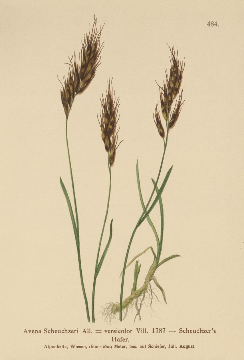 Yulaf otu (Avena Scheuchzeri, Avena versicolor, Avena alpina) by German School