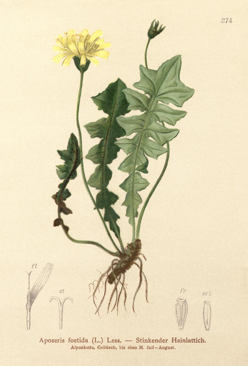 Kokulu Domuz Salatası (Aposeris foetida) by German School