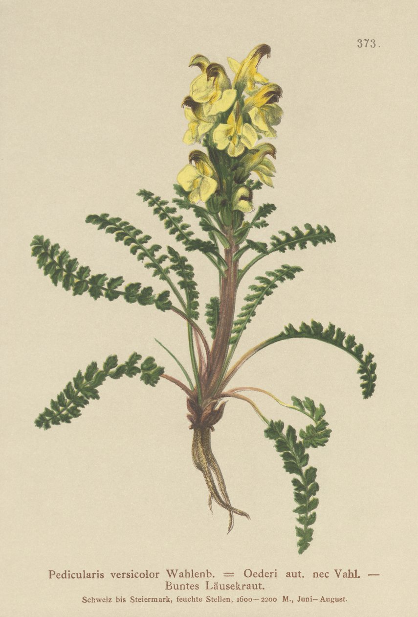 Oeders Lousewort (Pedicularis versicolor, Pedicularis Oederi) by German School
