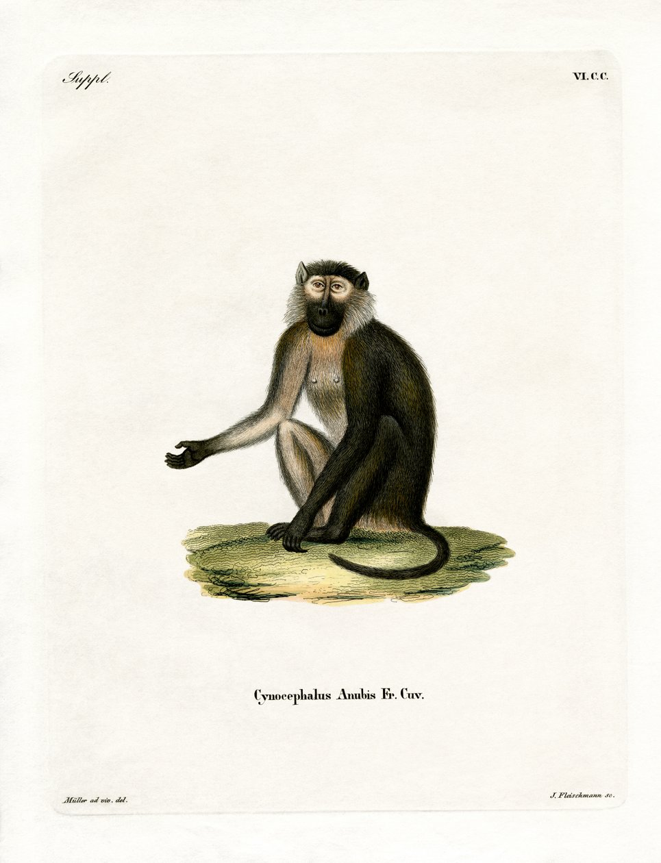Zeytin Babun (renkli gravür) by German School