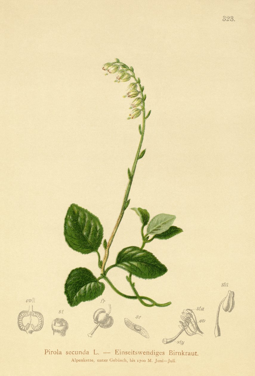 Tek taraflı Wintergreen (Pirola secunda, Pyrola secunda, Orthilia secunda, Ramischia elatior, Ramischia secunda) by German School