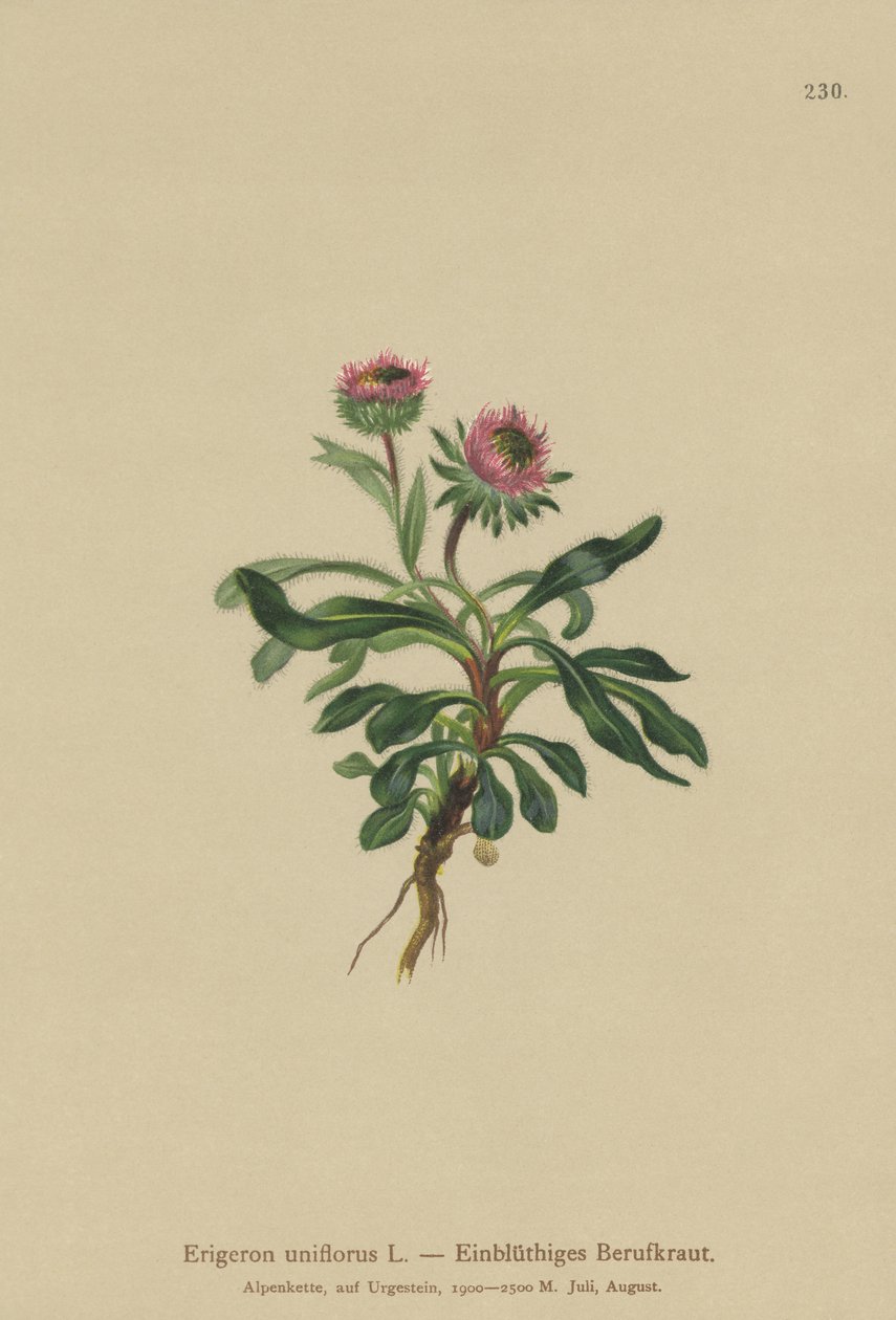 Oneflower Fleabane (Erigeron uniflorus) by German School