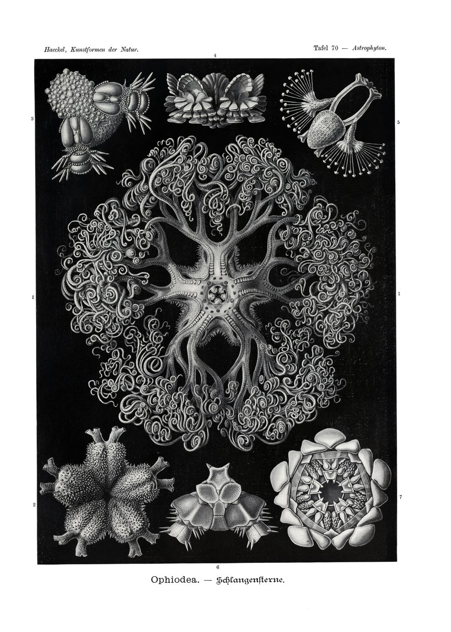 Ofiyodea, 1899-1904 by German School