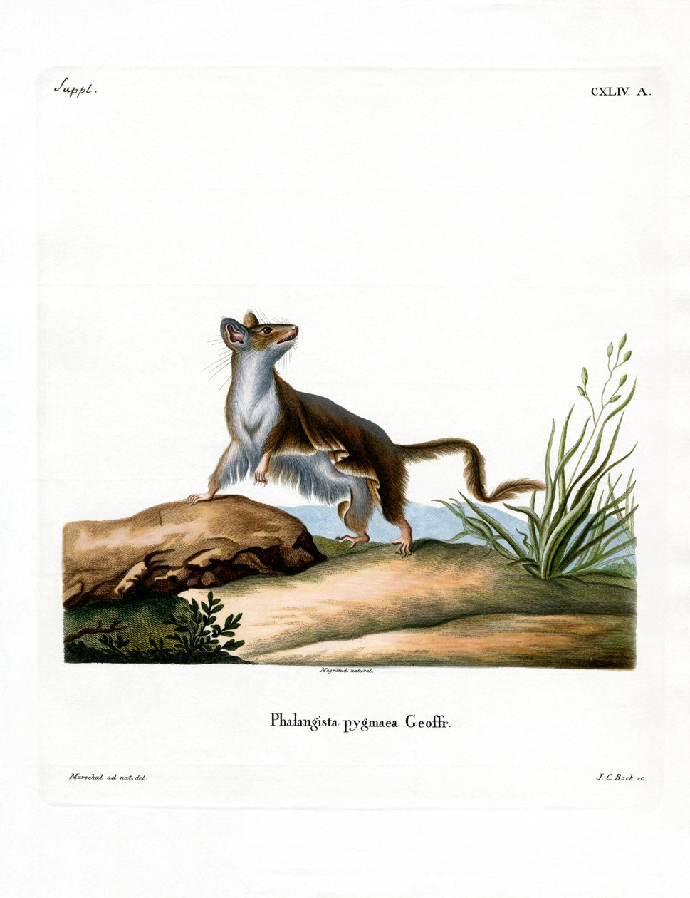 Opossum Fare (renkli gravür) by German School