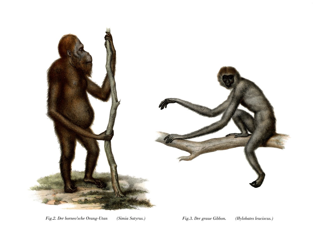 Orang-Outang, 1860 by German School