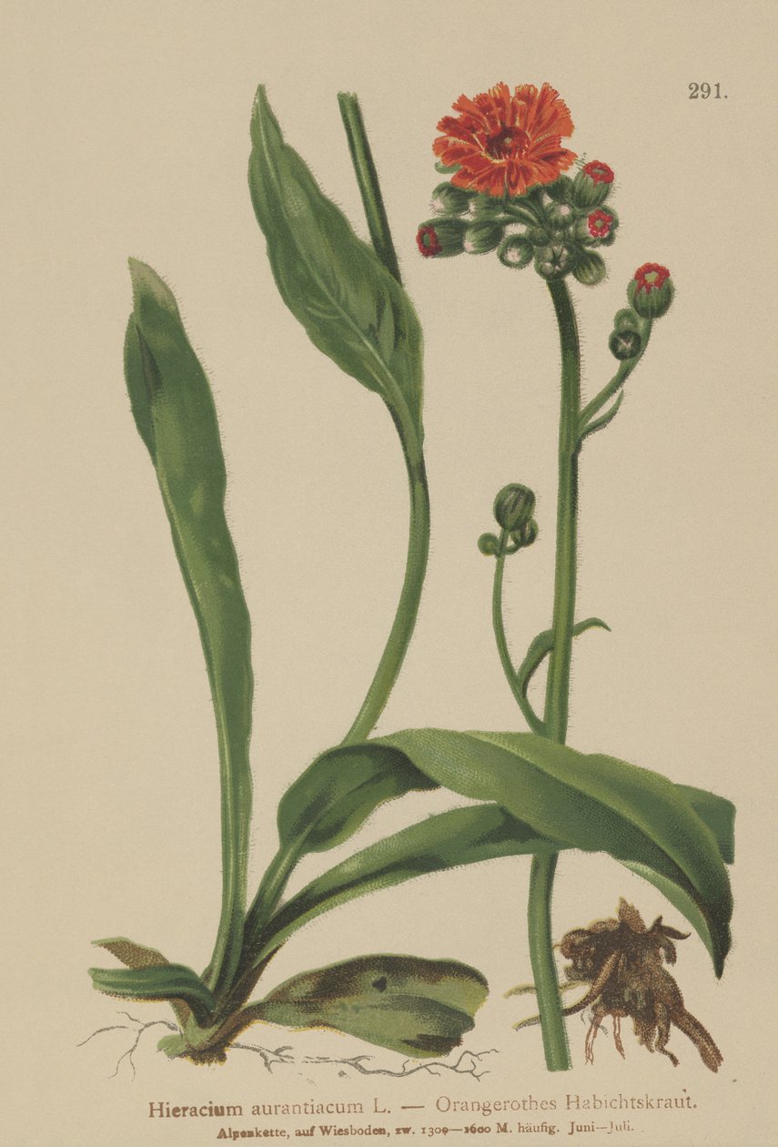 Turuncu Hawkweed (Hieracium aurantiacum, Hieracium brunneocroceum, Pilosella aurantiaca) by German School
