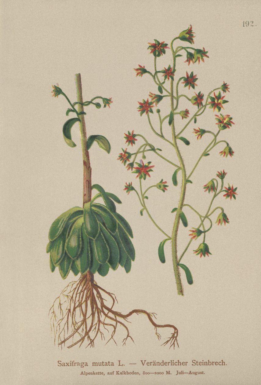 Portakal Saxifrage (Saxifraga mutata) by German School