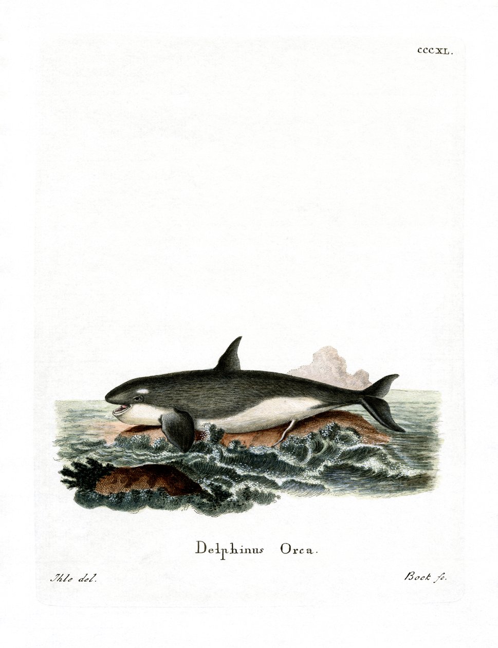 Orca (renkli gravür) by German School