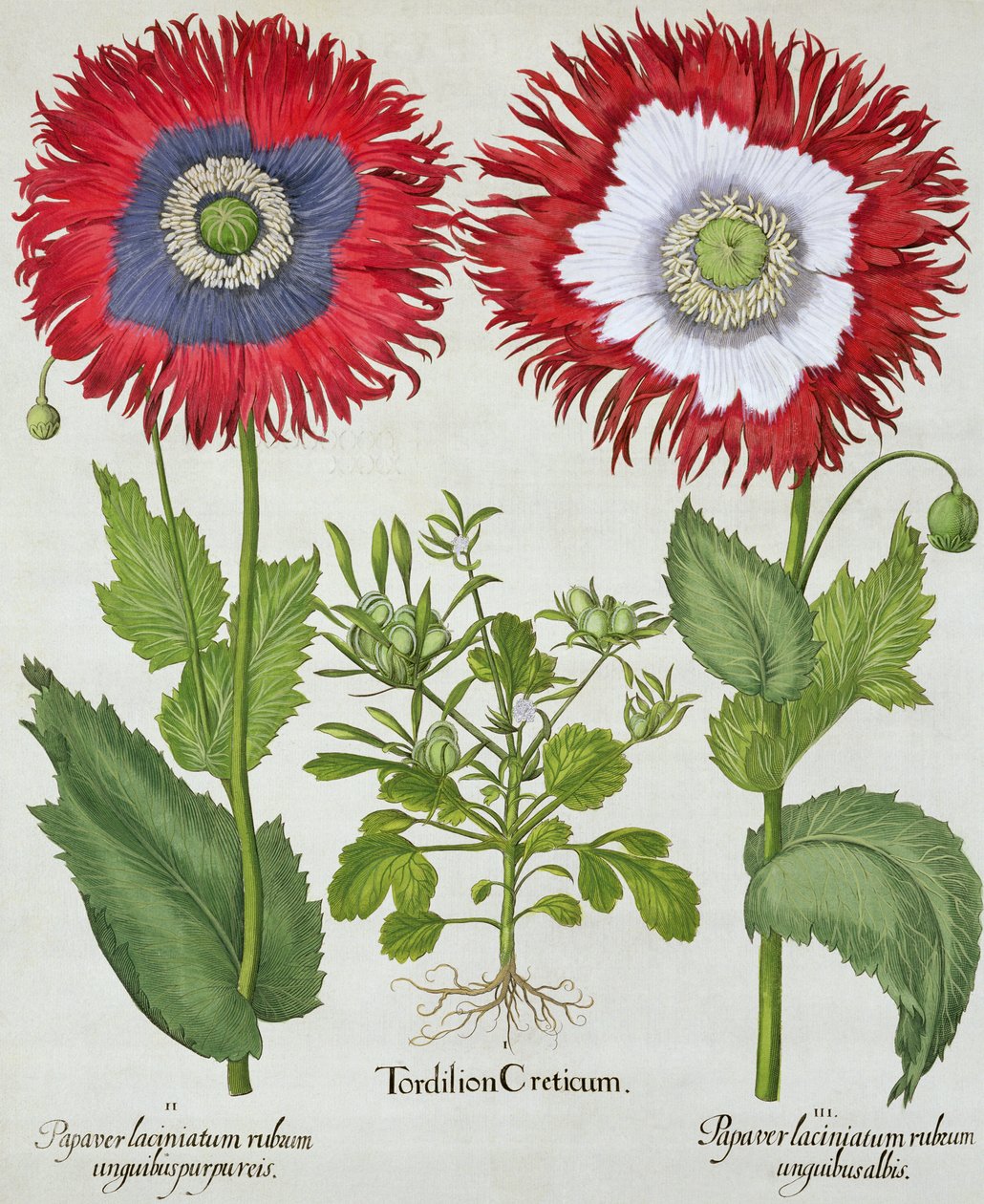 Süs Gelincikleri, Hortus Eystettensis