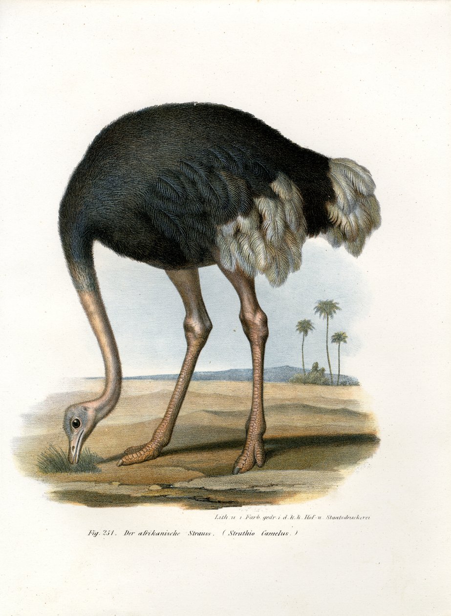 devekuşu, 1864 by German School