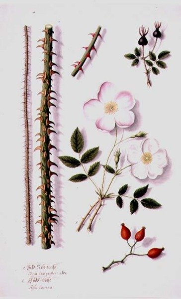 PD.98-1973f.14 Beyaz Tarla Gülü (Rosa silvestris alba) ve Köpek Gülü (Rosa canina) c.1820 (suluboya ve guaj) by German School